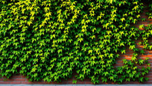 Cette plante secrète des paysagistes rafraîchit votre mur de 5°C en 60 jours

