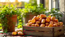 J'ai testé : 3 kg de patates douces hyper-vitaminées sur mon balcon en 4 mois (technique simple)
