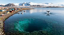Ce village de 2 200 habitants accueille 38 500 visiteurs par an pour voir des baleines
