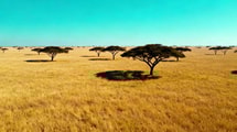 Ce parc tanzanien de 14 763 km² abrite 2 millions d'animaux que l'IA ne sait plus compter
