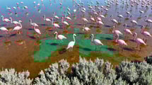 6 500 hectares où 30 000 flamants roses nichent loin des plages de Camargue