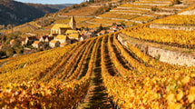 Ce village de 609 âmes produit 11 appellations viticoles que même Beaune envie