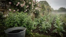 1 kg d'orties, 10 litres d'eau, 72 heures : mes rosiers débarrassés des pucerons sans un gramme de chimie