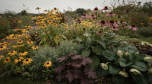 Ces vivaces posées avant la mi-juin fleurissent encore en janvier sans un geste