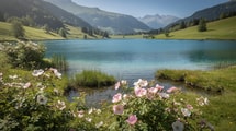 Préservé du tourisme de masse, ce lac savoyard de 22 hectares cultive 6 000 rosiers en pleine eau