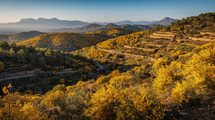 De janvier à mars, ce village du Var transforme ses collines en mer jaune