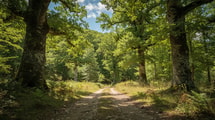 Ce village du Tarn abrite une forêt où 2 380 espèces de coléoptères cohabitent
