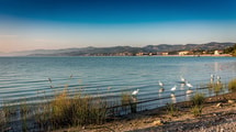 Au cœur des Bouches-du-Rhône, une lagune accueille plus de 250 espèces d’oiseaux