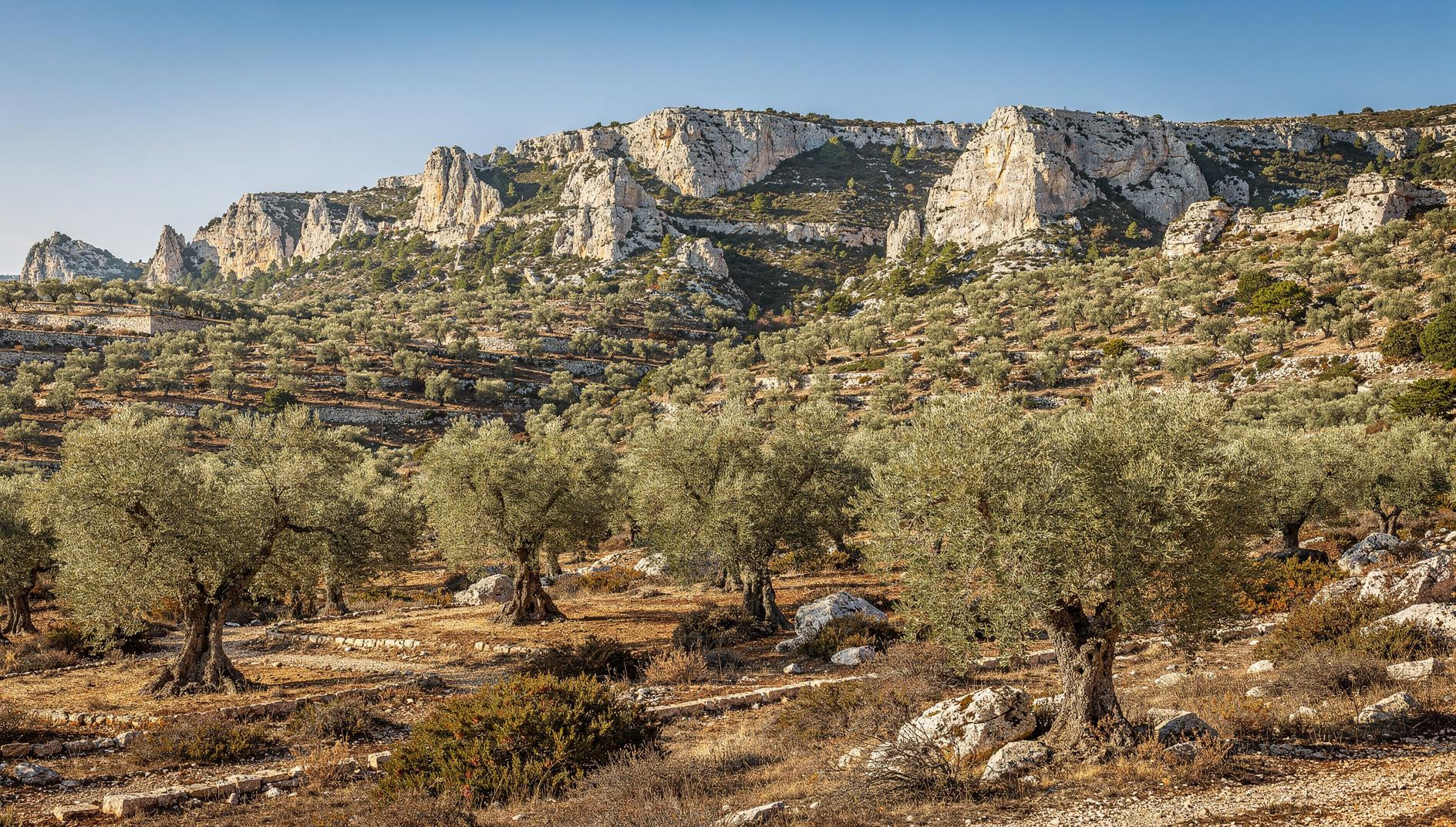350.000 Olivenbaeume auf weissem Kalkstein, warum dieser Naturpark in der Provence im Mai am ruhigsten ist