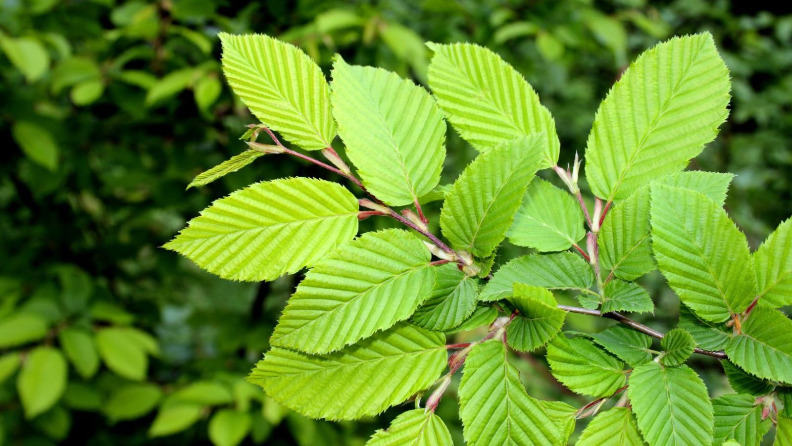 This Plant Could Be More Powerful Than Probiotics