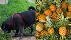 5 Proven Home Remedies to Stop Your Dog from Eating Poop – World Day