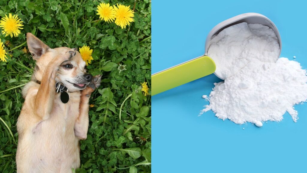 How to stop your dog from licking paws 5 home remedies that work