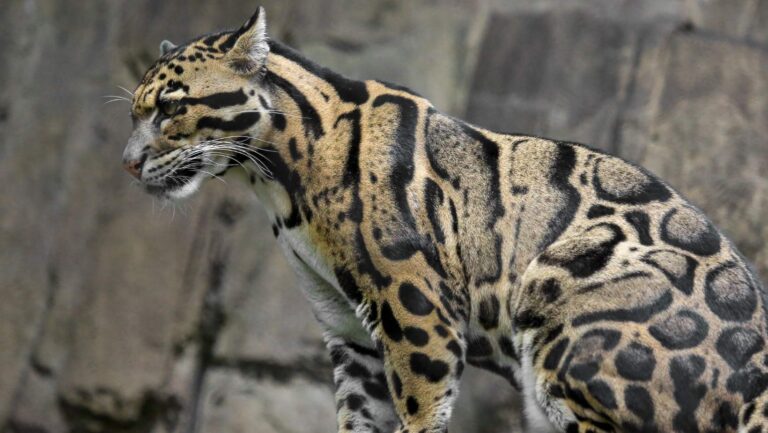 International Clouded Leopard Day – August 4, 2024 – World Day