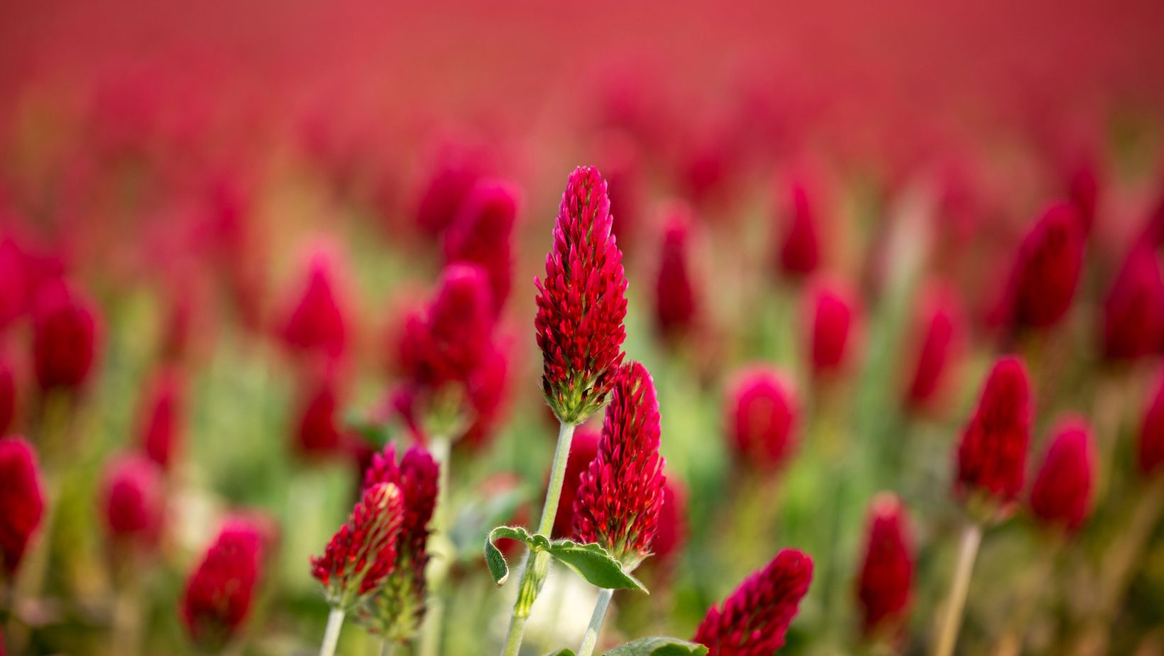 Menopausal and Low on Energy red clover