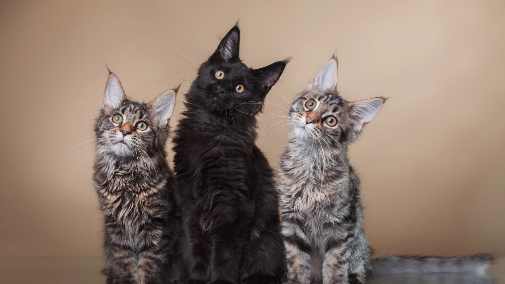 Homemade flea remedy for cats shop