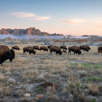 Better than Badlands Loop where 1M tourists cost $30 and Sage Creek keeps bison herds free