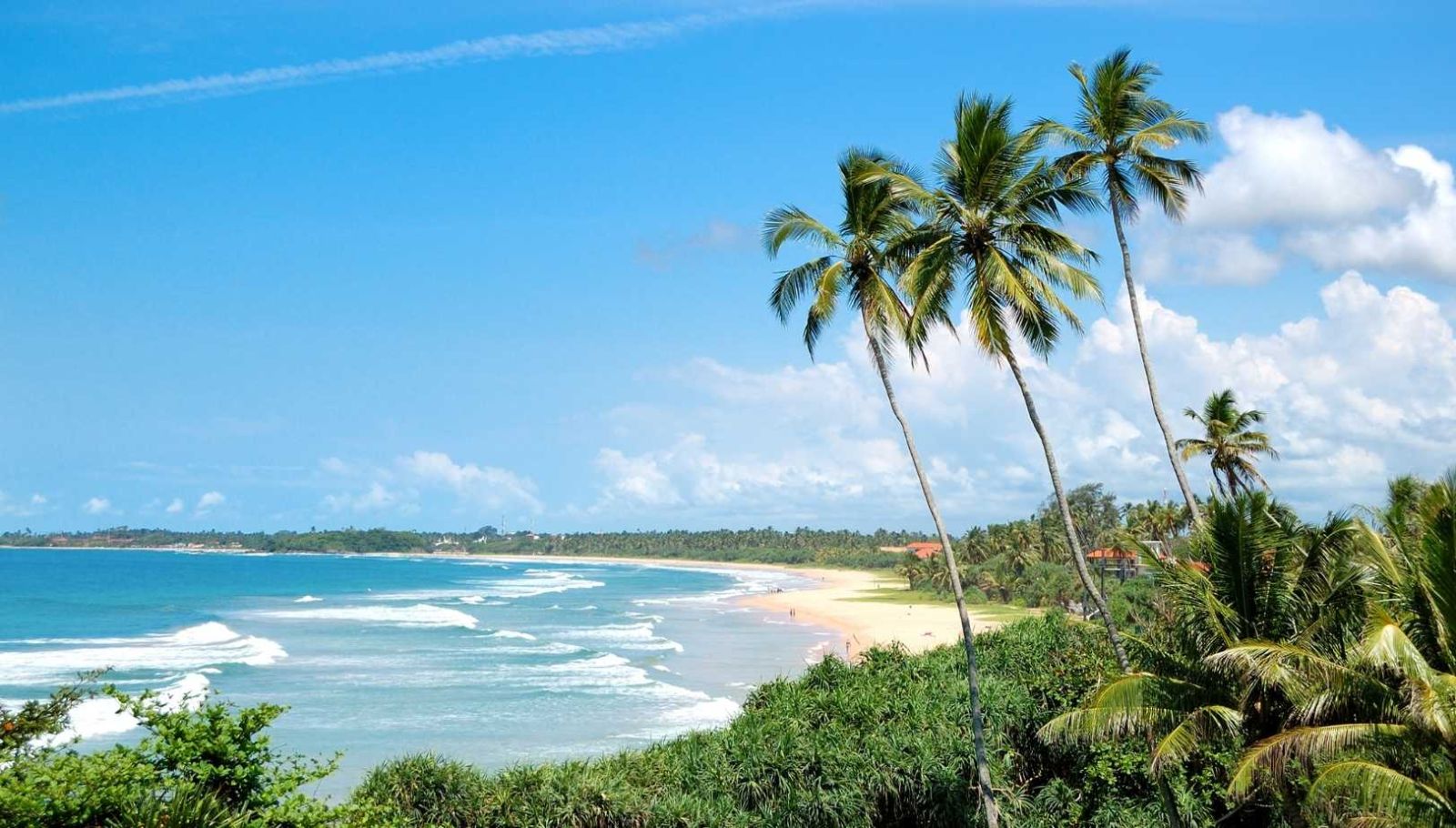 Pourquoi cette plage du Sri Lanka attire 5 espèces de tortues marines