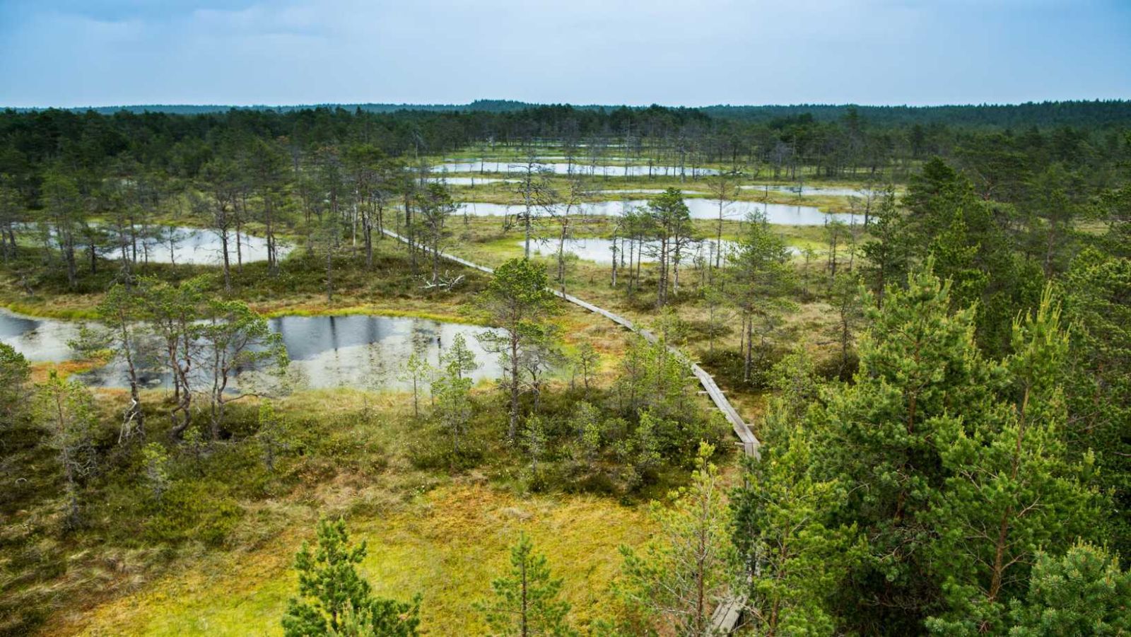 C'est la destination favorite des Finlandais pour observer les élans en liberté