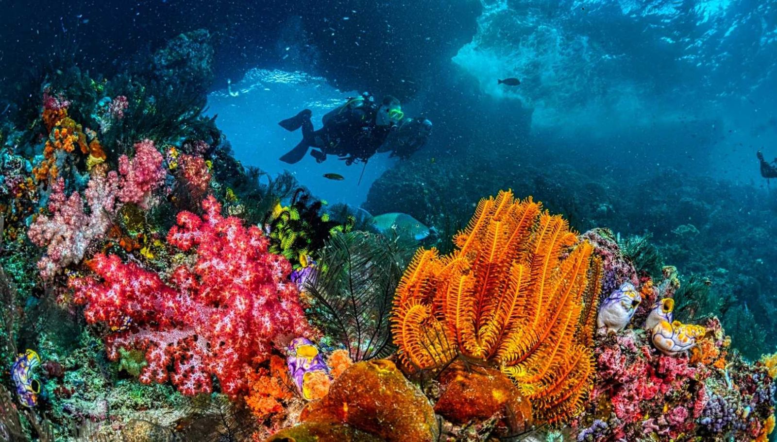 Mon baptême de plongée en Méditerranée : 45 minutes sous l'eau cristalline des fjords provençaux