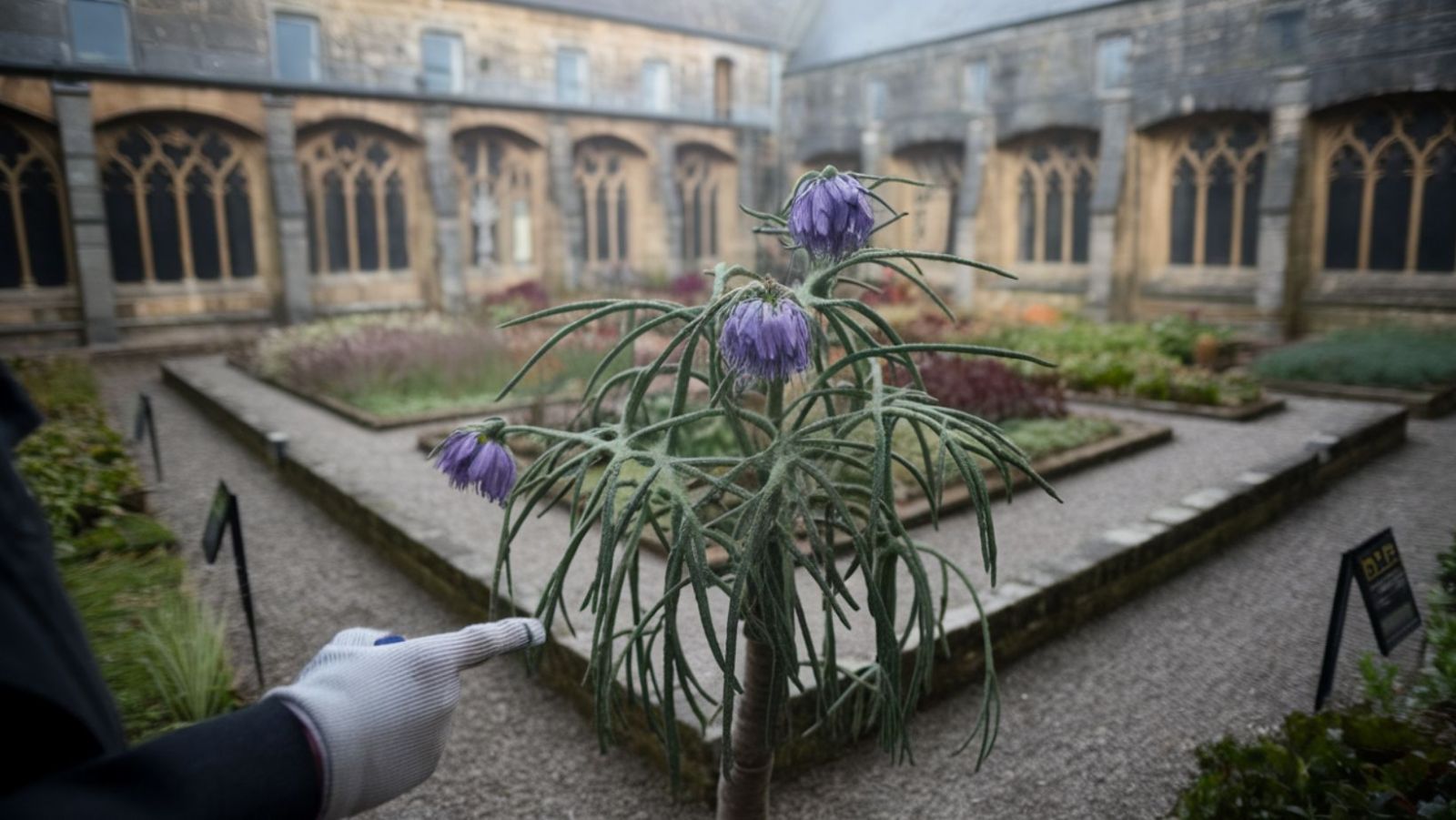 Ce jardin médiéval breton abrite les plantes les plus dangereuses d'Europe