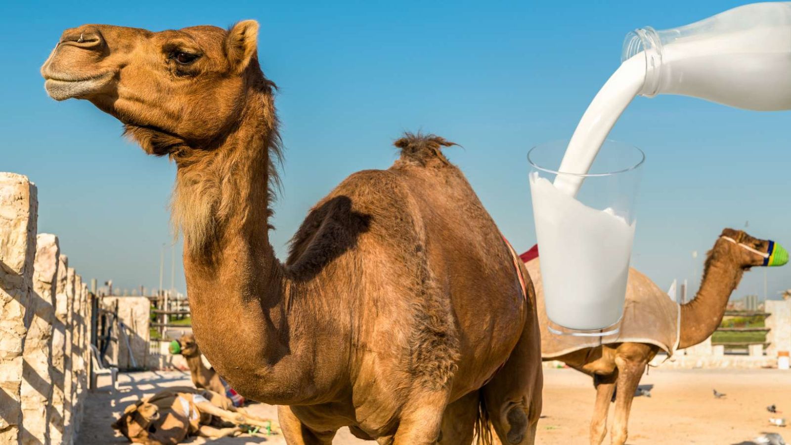 10 raisons surprenantes de boire du lait de chameau - Découvrez ses bienfaits secrets!