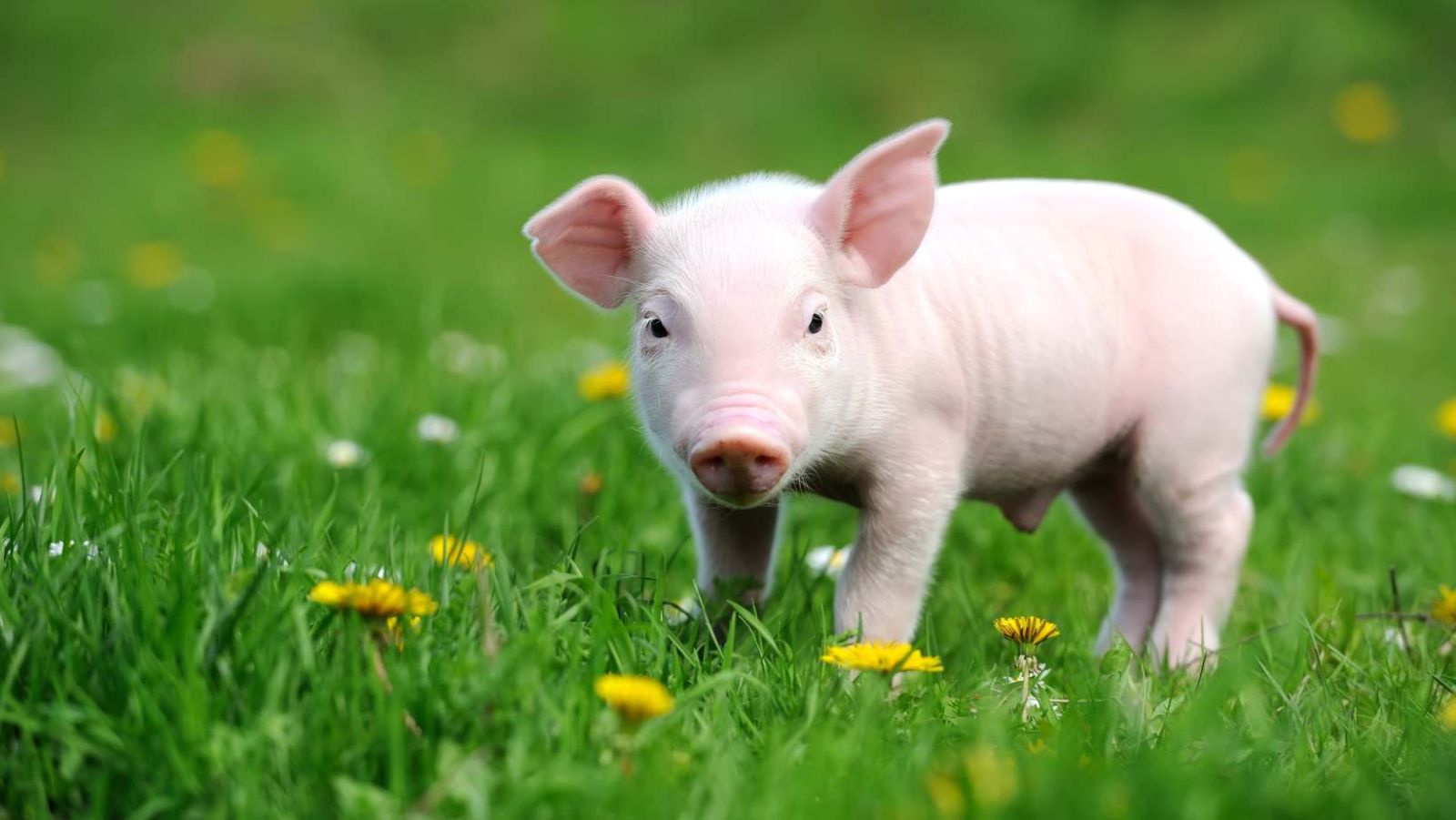 L'aliment miracle le plus riche en antioxydants et en collagène se trouve dans le cochon !