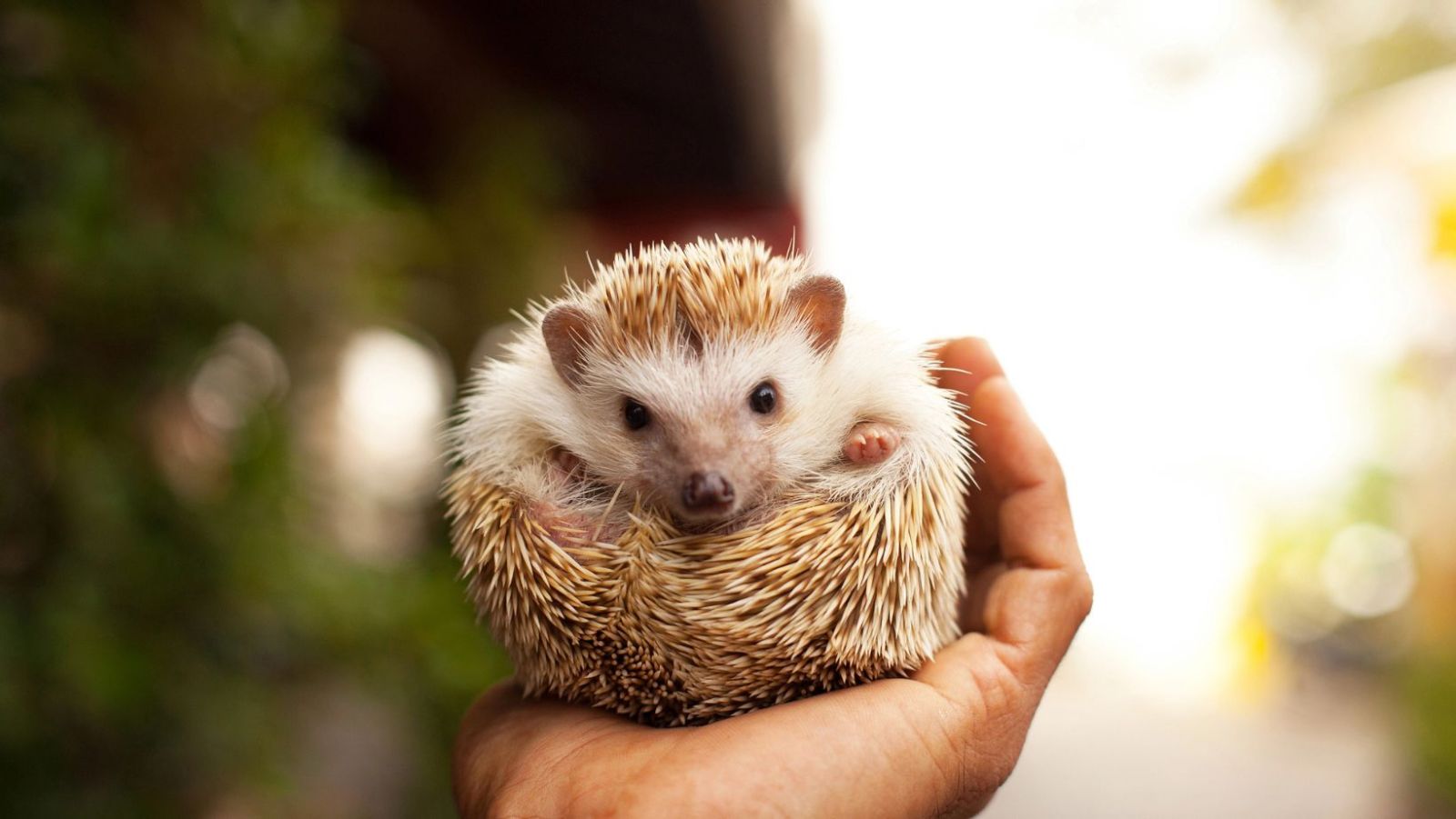 Quel animal exotique de 600g remplace 3000 chats dans les appartements ...