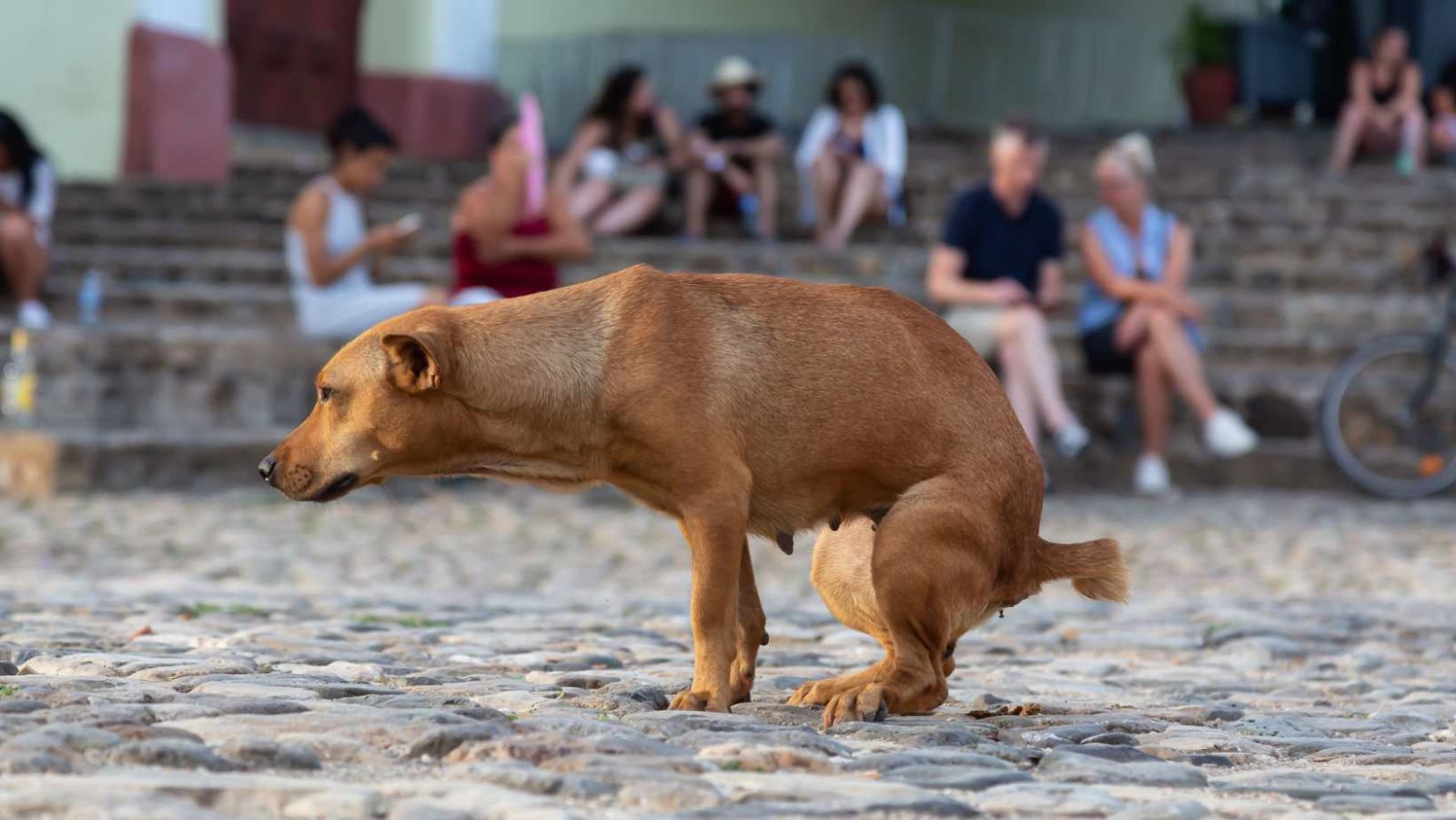 Pourquoi mon chien mange son caca ? 5 raisons surprenantes