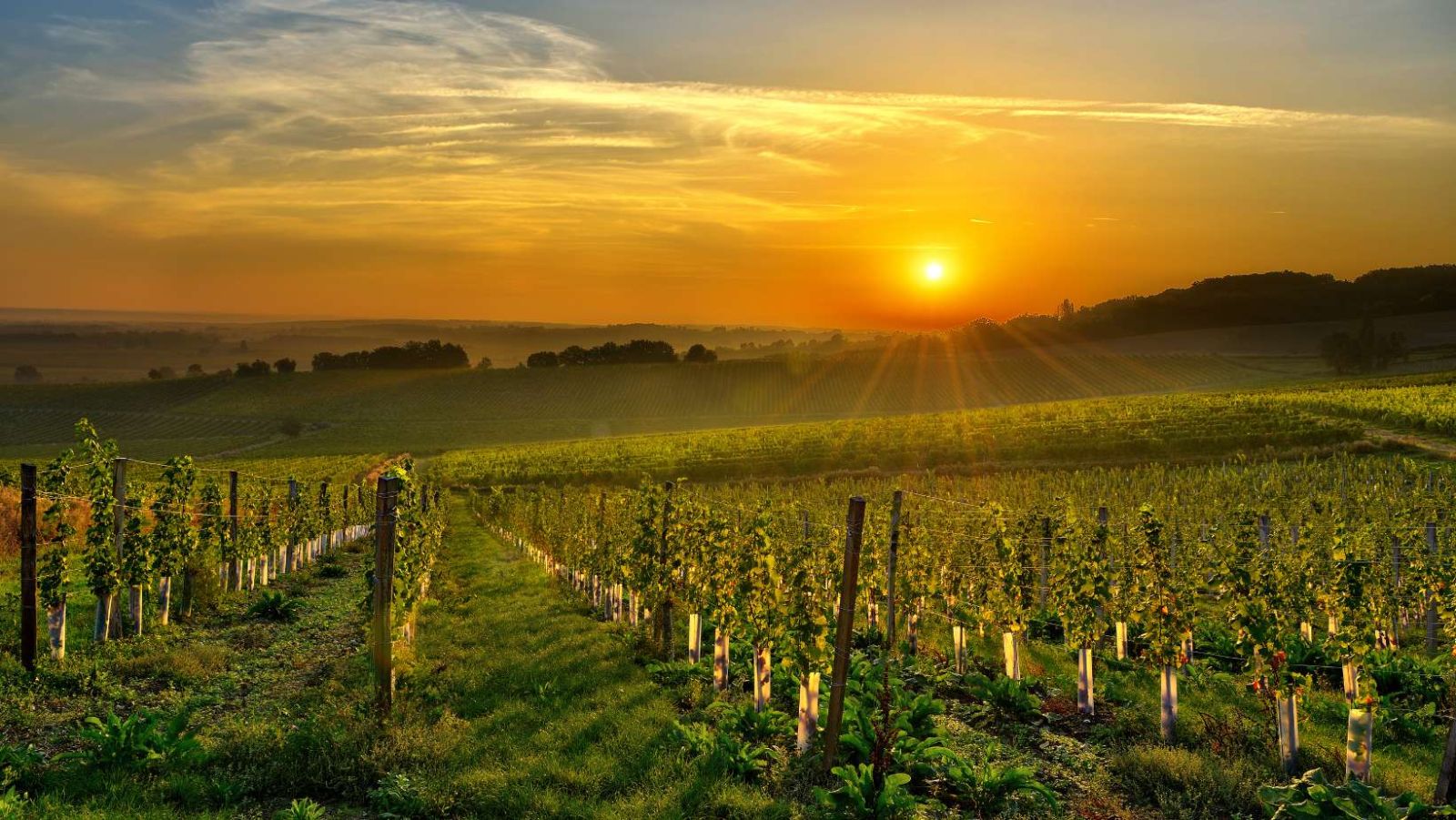 40% de la production nationale de vin provient de cette région française