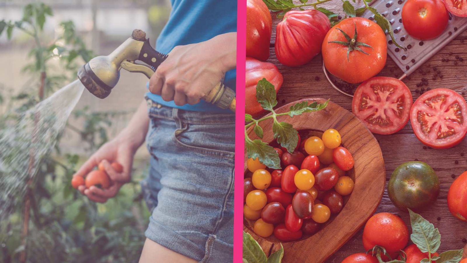 Canicule : 5 techniques pour arroser vos tomates et économiser 40% d'eau