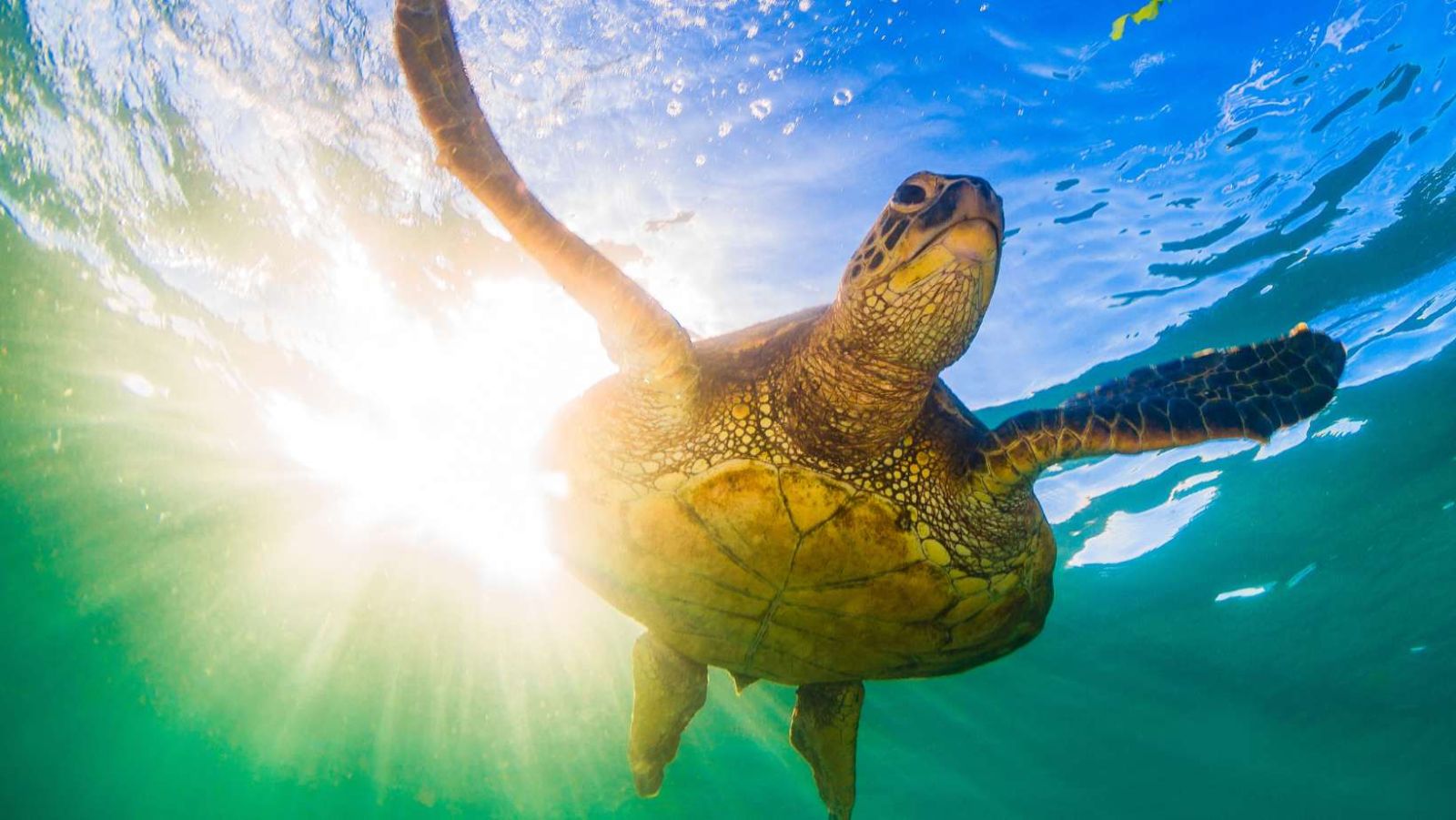 Cette île thaïlandaise vous permet de nager au milieu de tortues géantes dans une eau turquoise