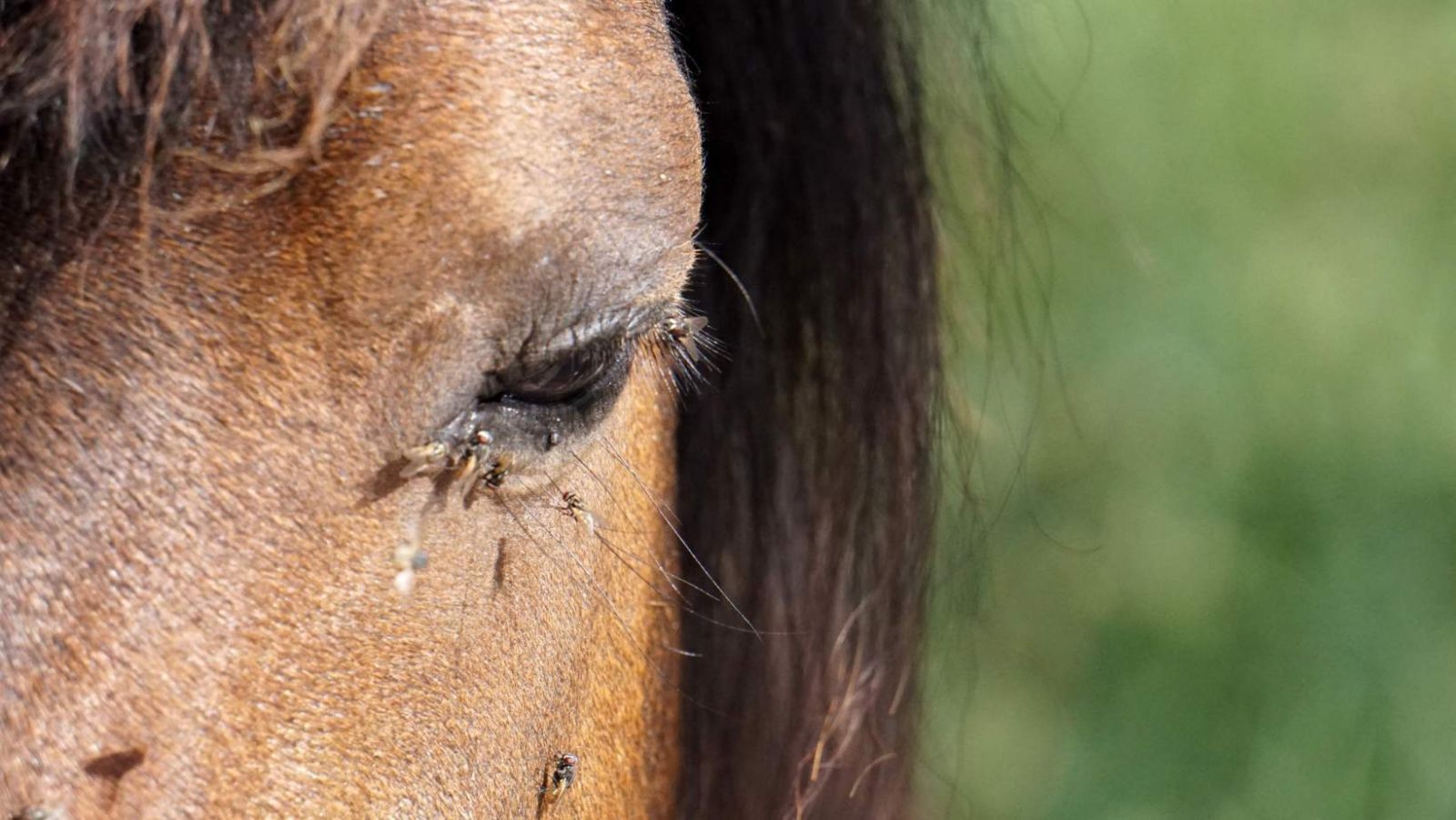 Protège-mouches Ancien Pour Bœufs, Adaptable Aux Chevaux - Pièce D'équitation Vintage, Occasion