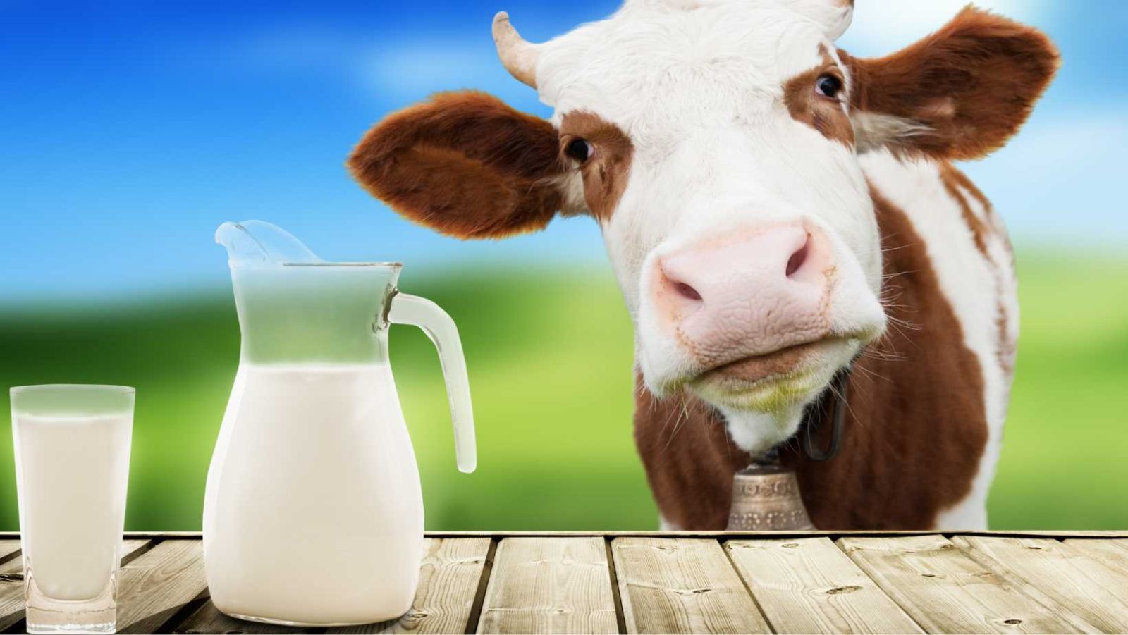 Lait de vache : le nouveau croque-mitaine de notre alimentation ?