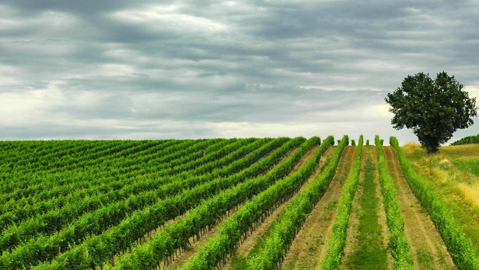 120 000 hectares de vignes : plongez au cœur des paysages époustouflants de ce département français