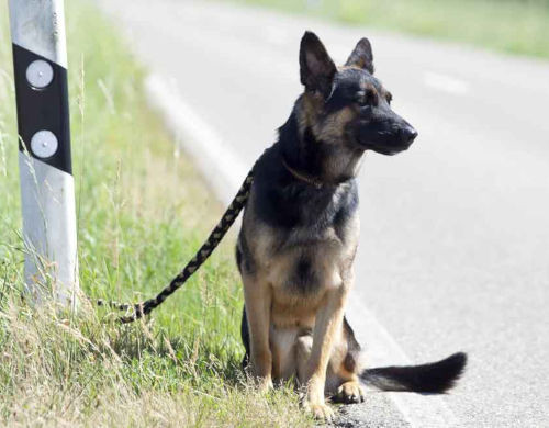 Journée Mondiale contre l'abandon des animaux de compagnie