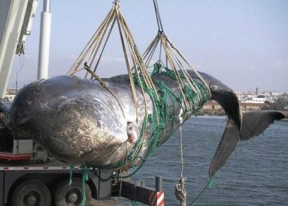 Journée internationale de la baleine