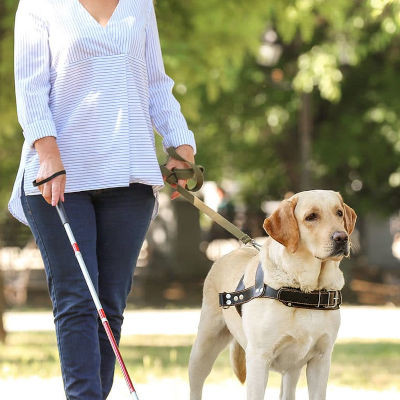 Journée internationale des chiens-guides