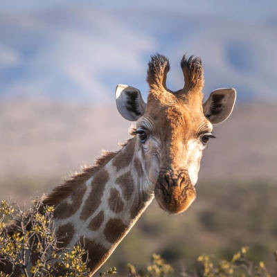 Journée internationale de la girafe