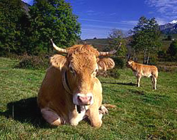 Journée internationale sans viande