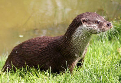 Journée mondiale de la loutre