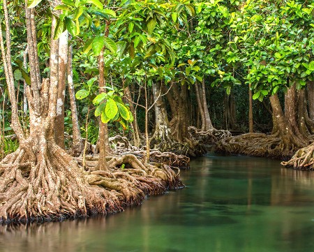 journée internationale pour la  conservation  de l’écosystème  des  mangroves