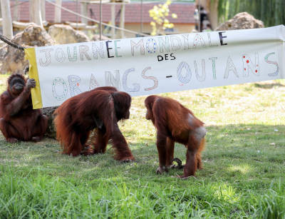 Journée mondiale des orangs-outans