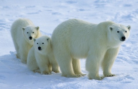 Journée internationale de l'ours polaire