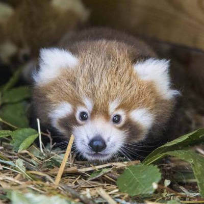 Journée internationale du Panda roux