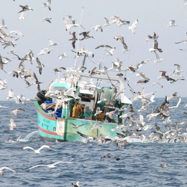 Journée mondiale pour la fin de la pêche