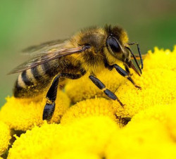 Journée mondiale des abeilles