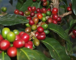 Journée internationale du café