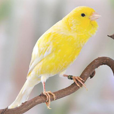 Journée internationale du canari