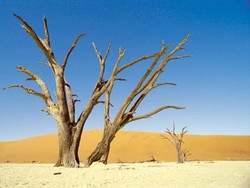 Journée Mondiale de lutte contre la désertification et la sécheresse