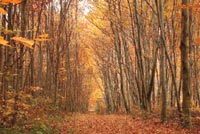 Journée Internationale des forêts